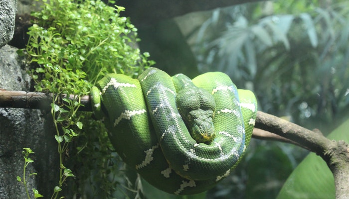 女人梦见大蟒蛇是什么征兆()