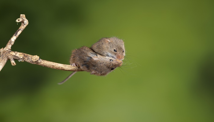 梦见老鼠跑来跑去(梦见老鼠跑来跑去)