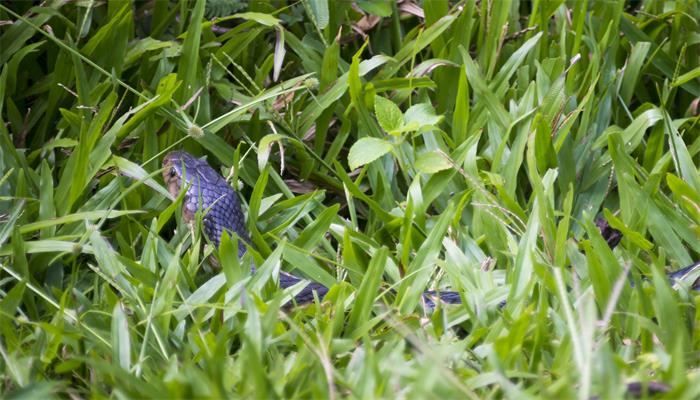 梦见眼镜蛇是什么意思()