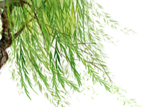 梦见柳树长绿绿的新芽(梦见柳树长绿绿的新芽了)