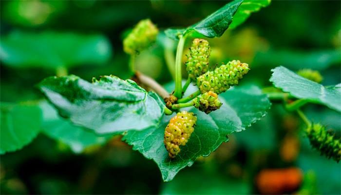 女人梦见好多绿色果实()