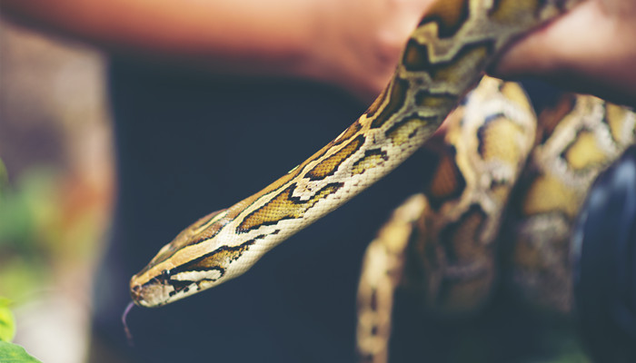 梦见院里好多蛇打蛇(梦见院里好多蛇打蛇)