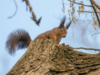 72年属鼠50岁有一灾(72年属鼠50岁有一灾怎么化解)
