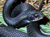 做梦梦到黑蛇是什么意思(做梦梦到黑蛇是什么意思)