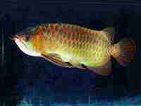 梦见抓死鱼是什么征兆(梦见抓死鱼是什么征兆周公解梦)