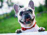 梦到被狗咬屁股什么意思(梦到被够狗咬屁股)