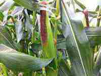 梦见掰玉米什么意思(梦见掰玉米什么意思周公解梦)