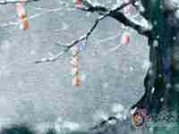 老人说桃树不能烧为什么-八字网(古老说桃树不能烧)