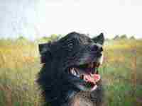 女人梦见黑狗是胎梦吗()