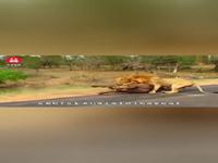 怎样虐狮子男他才会更爱(怎么虐狮子男更爱你)