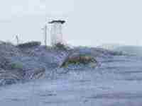 鼻如悬胆身需贵是什么意思(鼻如悬胆身须贵)