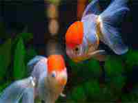 梦见钓到鱼是什么意思(女人梦见钓到鱼是什么意思)