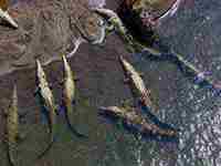 梦见僵尸追自己(梦见僵尸追自己)