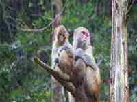 梦见逮乌龟是什么意思(梦见逮乌龟是什么意思周公解梦)