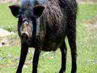 梦见黑色野猪是什么预兆(梦见黑色野猪是什么预兆解梦)