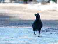 梦见别人过生日好多人来庆祝(梦见别人过生日好多人来庆祝我)