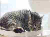 梦到猫抓老鼠(梦到猫抓老鼠)