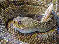 儿子梦到活着的父亲死了(儿子梦到活着的父亲死了什么意思)