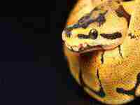 女人梦见参加别人婚礼是什么意思还复礼(女人梦见参加别人婚礼是什么意思)