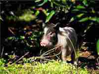 梦见买猪回来养是什么预兆(梦见买猪回家养什么意思)