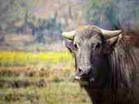 女人梦见黑牛是什么意思周公解梦(女人梦见黑牛是什么意思)