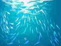 梦见自己是转世的神仙(梦见自己是转世的神仙什么意思)