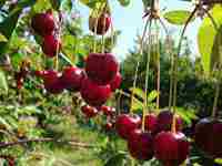 梦见老鼠跑来跑去(梦见老鼠跑来跑去)