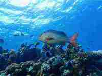 做梦梦见海(做梦梦见海是什么征兆)