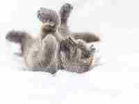 梦见自己买猪肉是什么兆头(梦见猪肉分割成一块一块的)