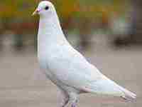 女人做梦梦到买化妆品好不好(女人做梦梦到买化妆品)