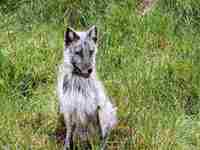 女人梦见狐狸扑咬自己的脸(女人梦见狐狸扑咬自己)