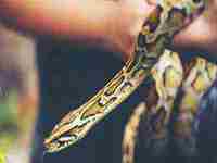 梦见老鼠被自己打死了(梦见老鼠被自己打死了)