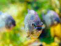 梦见自己大牙掉了一颗有什么预兆(梦见自己大牙掉了一颗有什么预兆)