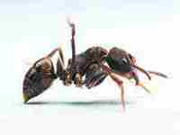 梦见自己抓着一个大龙虾(梦见自己抓着一个大龙虾什么意思)