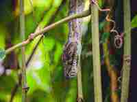 梦见吃东西是什么预兆(梦见吃东西是什么预兆还吃别人家的)