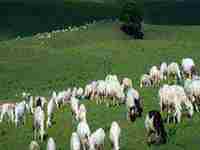 女人梦见很多羊在奔跑什么意思(女人梦见很多羊在奔跑)