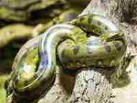 女人梦见白圆馒头什么意思(女人梦见白圆馒头)