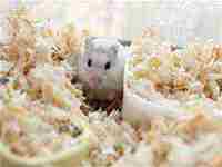 梦见虾和鱼是什么意思(梦见虾和鱼是什么意思周公解梦)