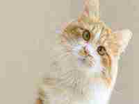 梦见自己打蛇打死(梦见自己打蛇打死了是什么预兆)