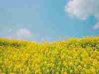 女人梦见偷摘苹果什么意思(女人梦见偷摘苹果)