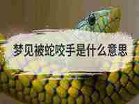 梦见自己丈夫是什么意思呢(梦见自己丈夫是什么意思)