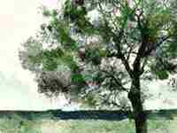 八字喜木火的建议(八字喜木火2022年逆转)