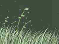 什么情况下用五帝钱(揭秘这些情况下适合用五帝钱)