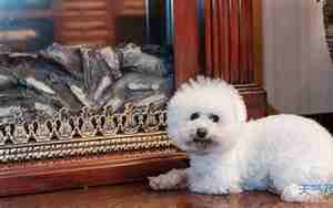 比熊的名字好听洋气