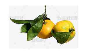 带橘子的网名好听