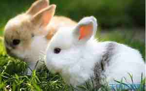 兔子宝宝小名