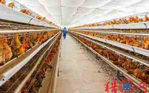 养鸡场取名大全2