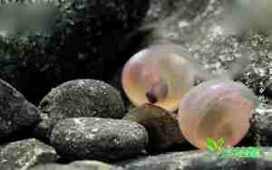 怎么给鱼取名字