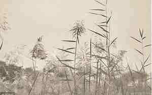 甘心情愿这首歌表达了什么情感