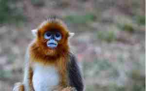 1992属猴是什么命